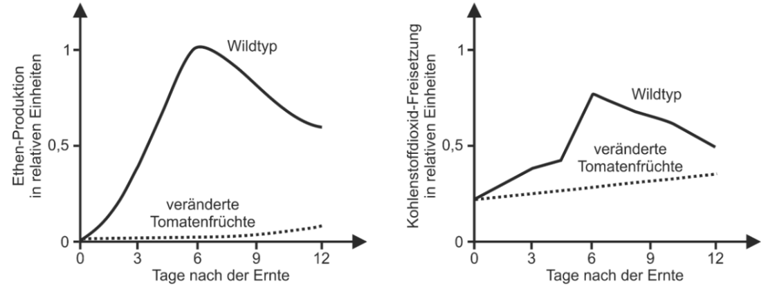 Diagramm zur Ethylenproduktion und CO2-Freisetzung bei Wildtyp- und veränderten Tomatenfrüchten nach der Ernte